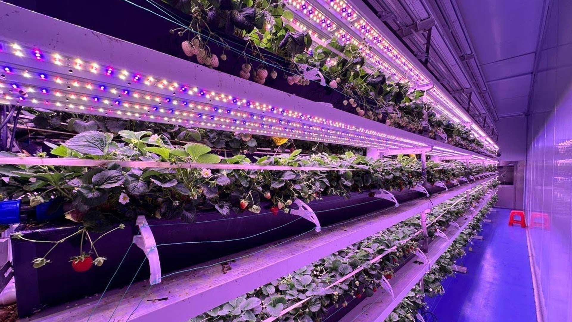 Indoor vertical farming facility with aeroponic technology