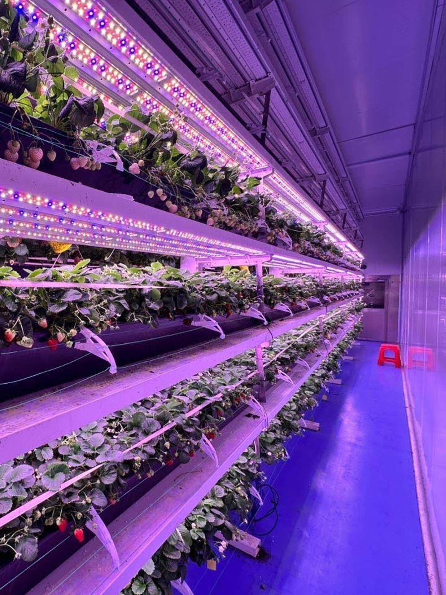Indoor vertical farming facility with aeroponic technology